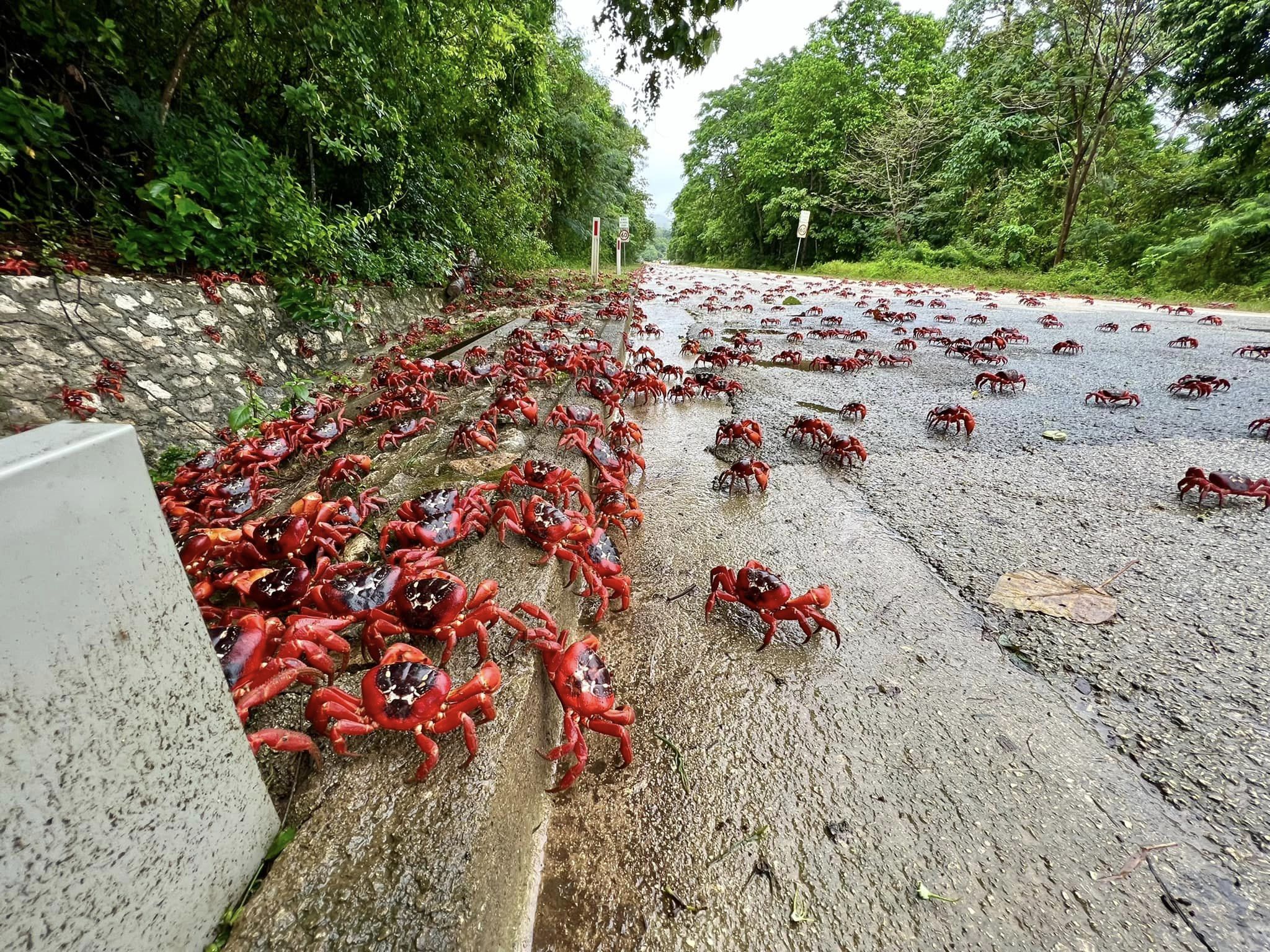 Christmas Island's red crabs scuttle from rainforest to coast in their millions as annual migration begins - ABC News